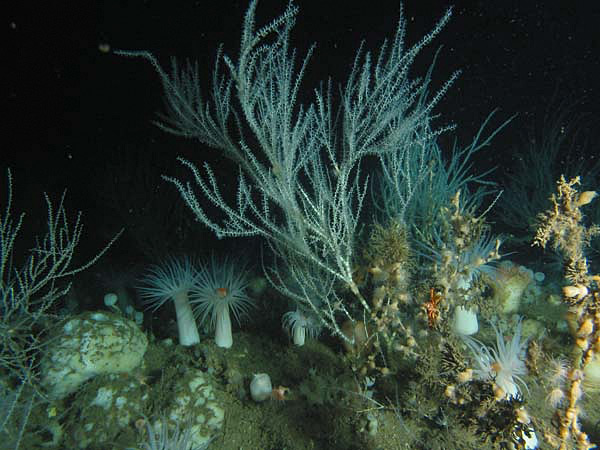 deep sea plants